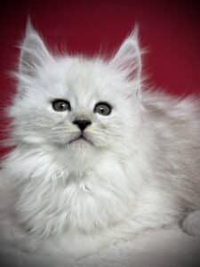 Beautiful shaded black silver Maine Coon kitten with a red background