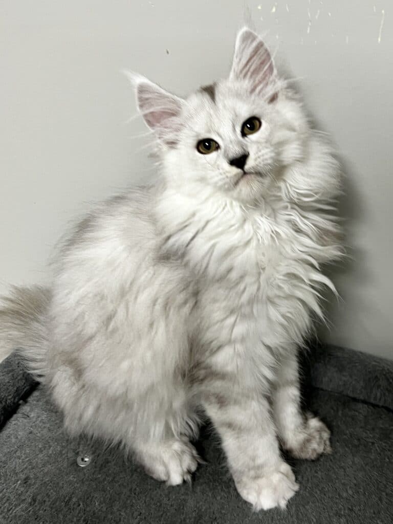 Shaded Maine Coon kitten showing the silver inhibitor gene shimmer