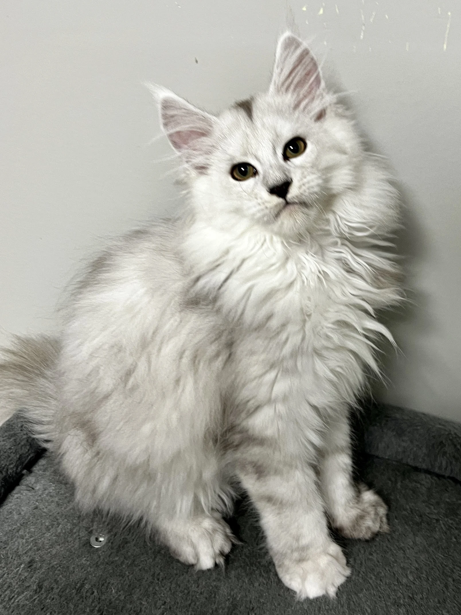 Fluffy black silver shaded Maine Coon kitten on a dark gray background