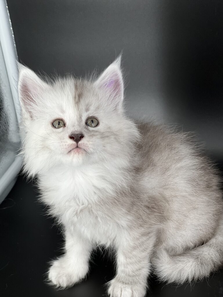 Shaded black silver Maine Coon with a dark background looing at the camera