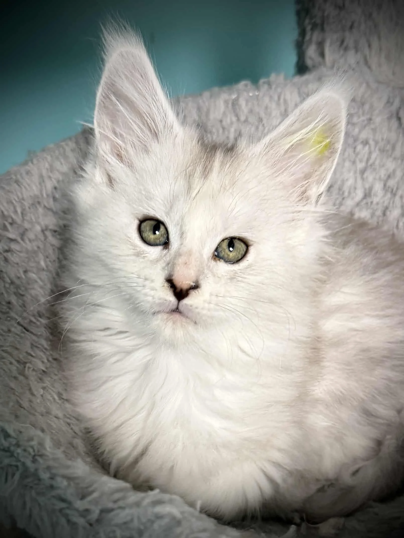 Silver shaded tortie Maine Coon resting in a gray cat tree
