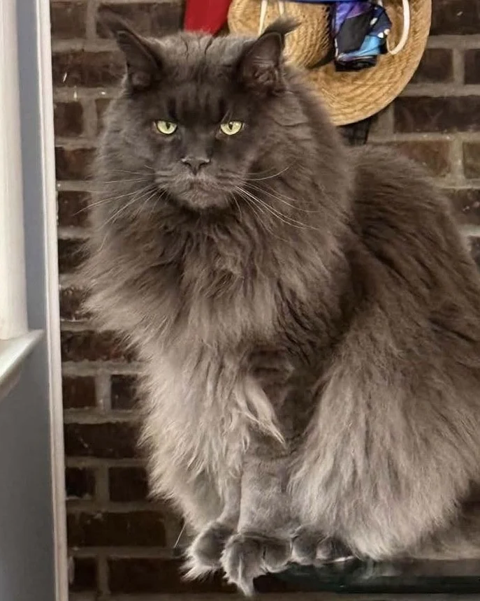 Large solid blue adult Maine Coon