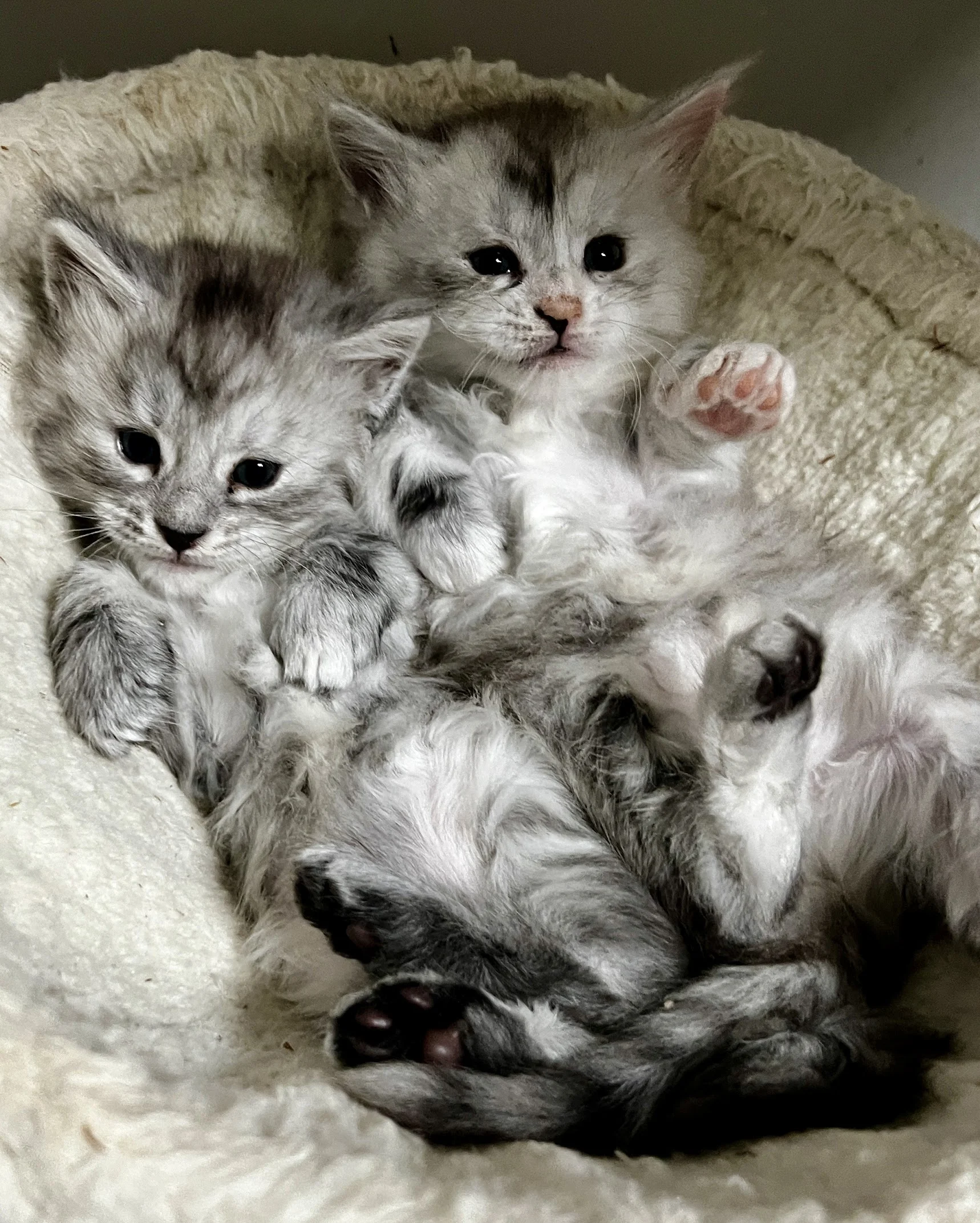 Two black silver Maine Coon kittens lying on a white bed