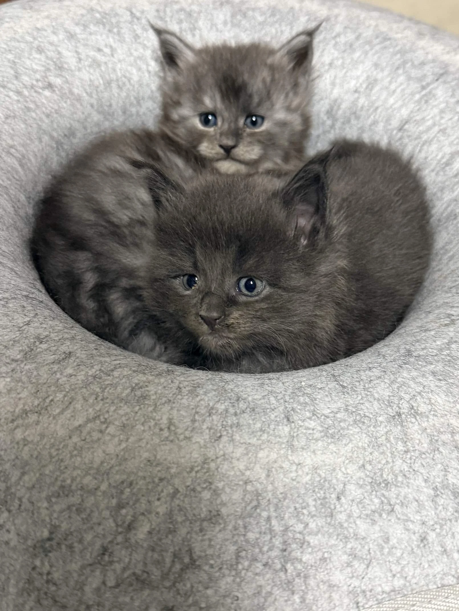 Two Maine Coon kittens resting together in a round cat bed