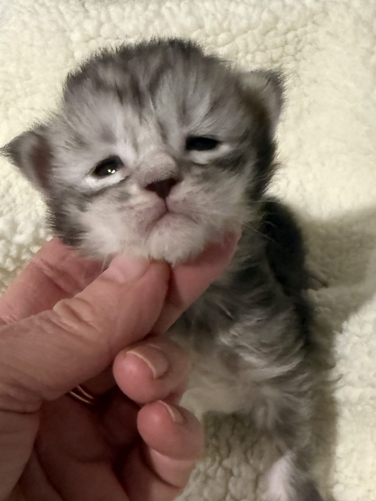 Crystal a Maine Coon female kitten Maine Coon
