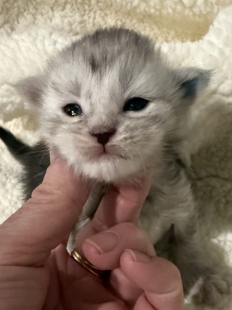 Eira a pale black silver tabby Maine Coon female kitten Maine Coon