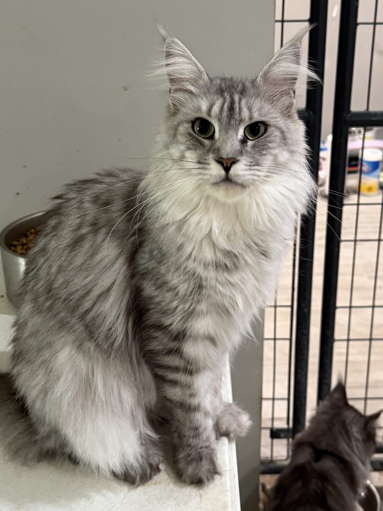 Queen Selene Maine Coon female setting on a table