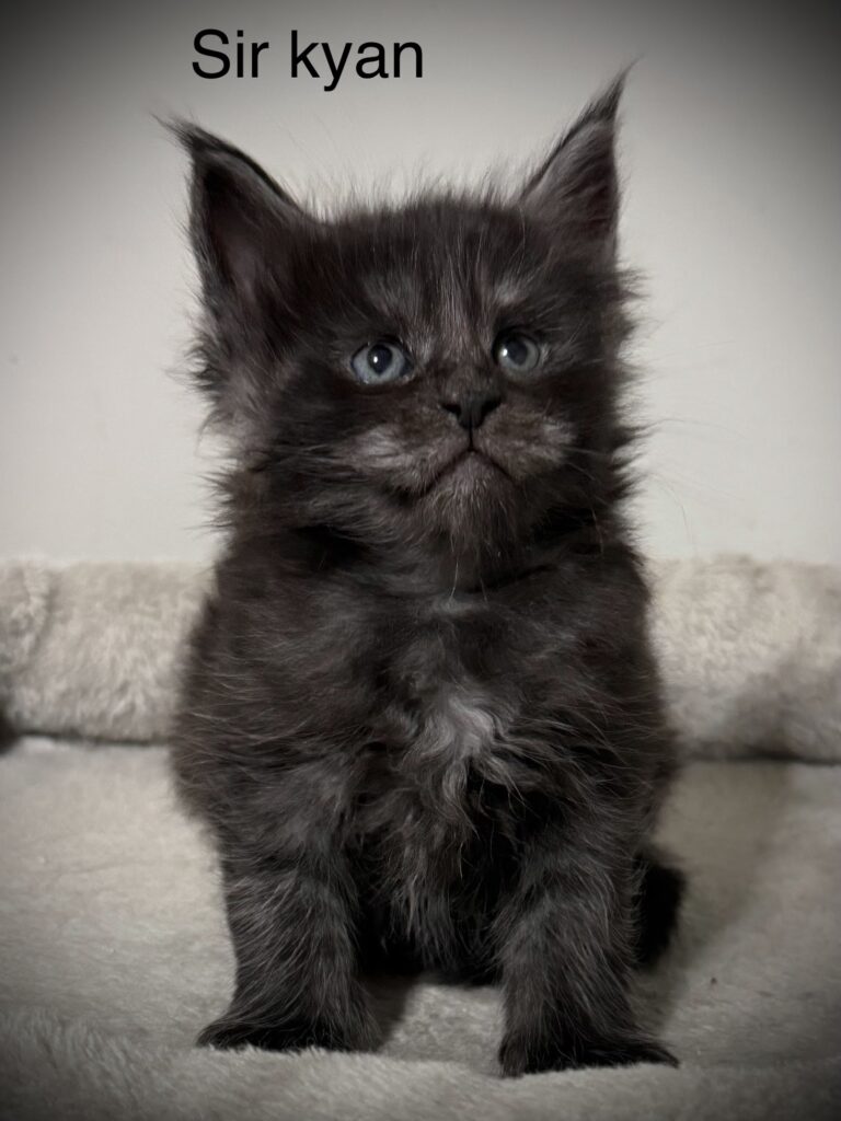 Sir Kyan a black smoke Maine Coon male setting on a beige cat tree