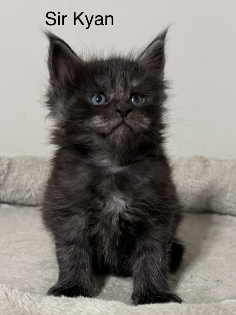 Sir Kyan a black smoke Maine Coon male showing his beautiful smoke color
