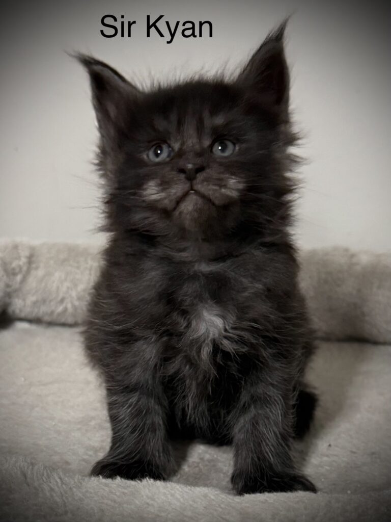Sir Kyan a black smoke Maine Coon male with very string features