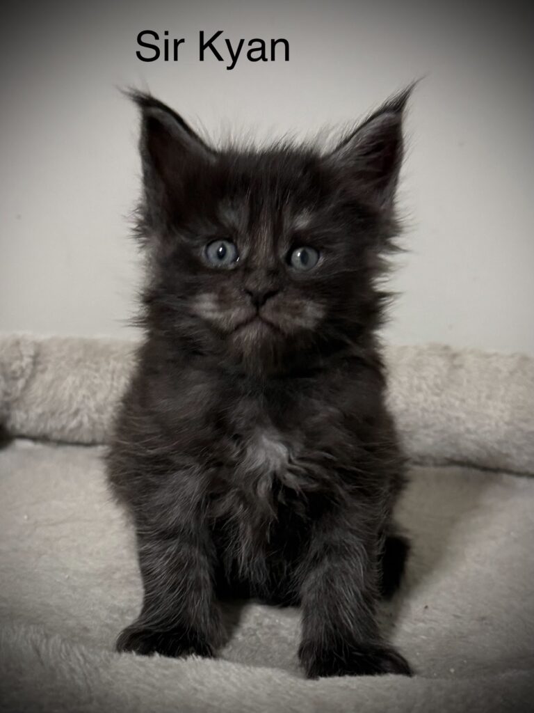 Sir Kyan a black smoke Maine Coon male looking mad at the camera