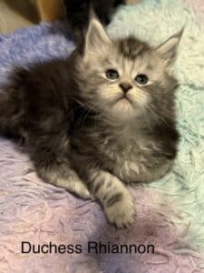 Duchess Rhiannon a black silver tabby laying an a rug with beautiful expression