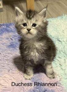 Duchess Rhiannon a black silver tabby setting up in a rug being curious