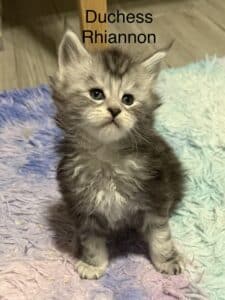 Duchess Rhiannon a black silver tabby setting up in a rug looking at me with her adorable face