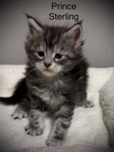 Prince Sterling a male black silver tabby Maine Coon setting up in a pillow