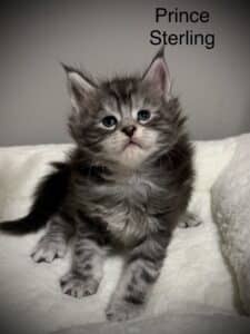 Prince Sterling a male black silver tabby Maine Coon setting showing his beautiful features
