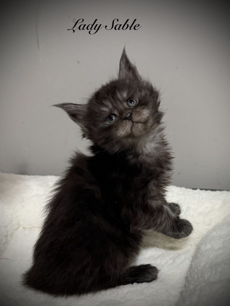 Our beautiful Lady Sable a female Maine Coon setting pretty