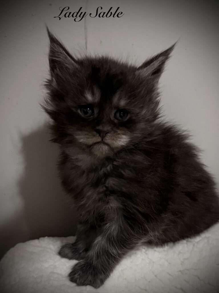 Lady Sable a female Maine Coon posing for us