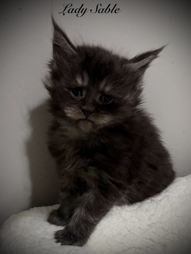 Lady Sable a female Maine Coon with her sweet looks