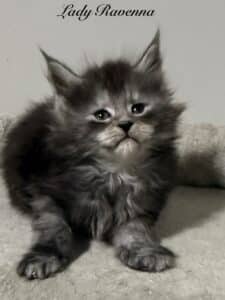 Lady Ravenna a black smoke Maine Coon female laying on a cat tree