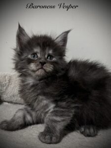 Baroness Vesper black smoke Maine Coon female being very attentive