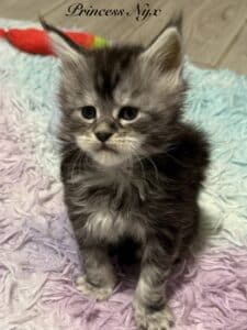 Princess Nyx black silver tabby with very prominent muzzle and chin