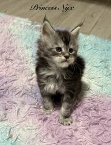 Princess Nyx black silver tabby setting up in a multicolor rug