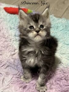 Princess Nyx black silver tabby female Maine Coon with very strong muzzle and chin