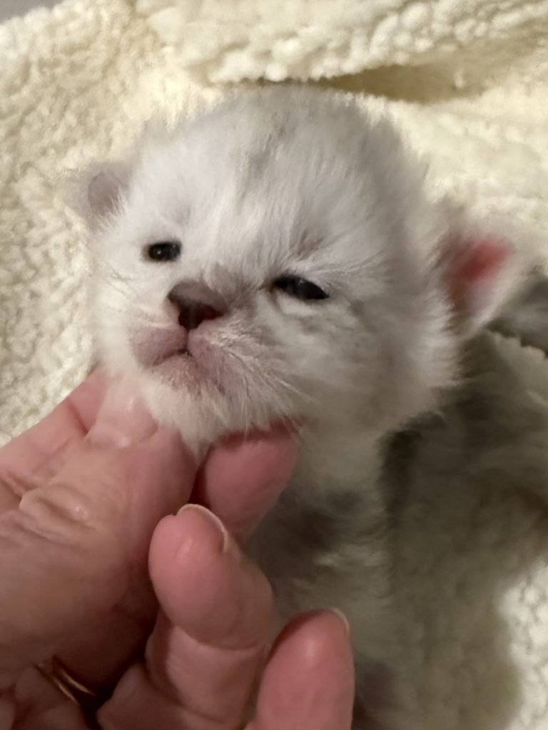 Lumi a Shaded black silver female Maine Coon kitten