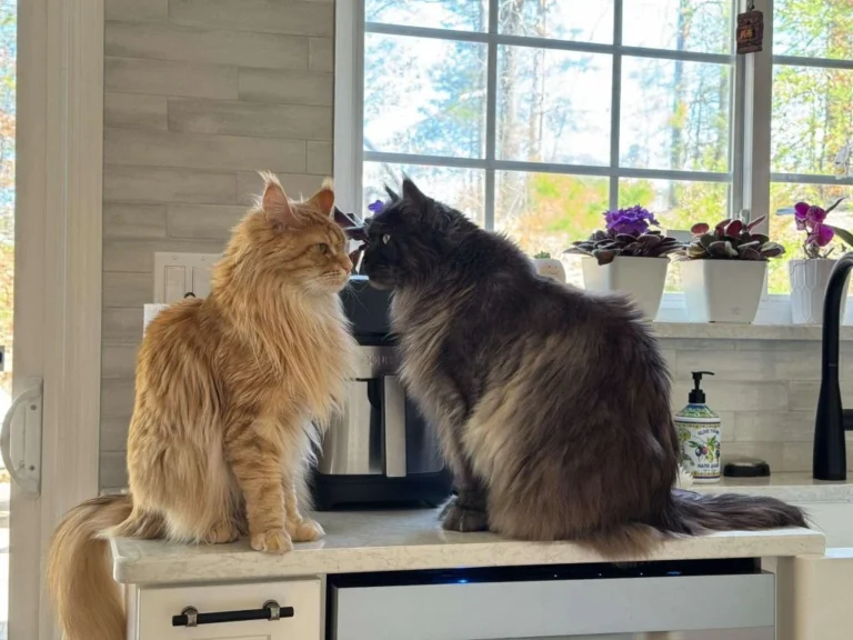 Maine Coon cat illustrating the breed’s New England history