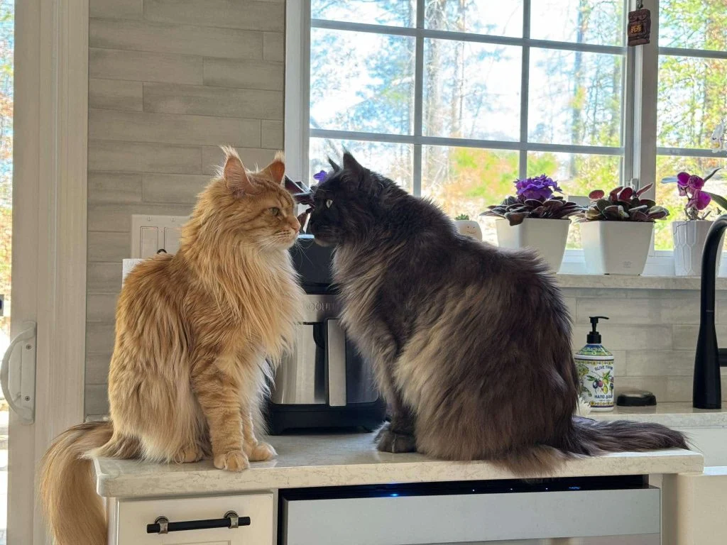 Maine Coon cat illustrating the breed’s New England history