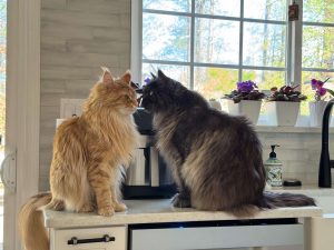 Two Maine Coon cats setting by a window