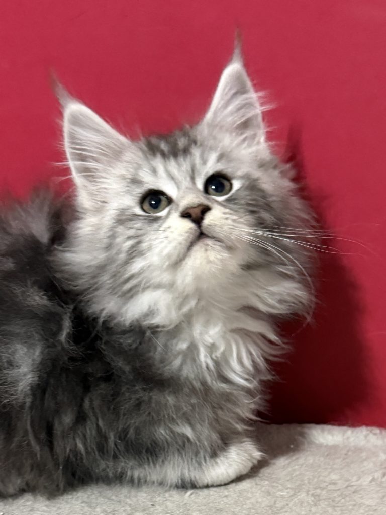 Lady Rhiannon a female Maine Coon female with lots of silver