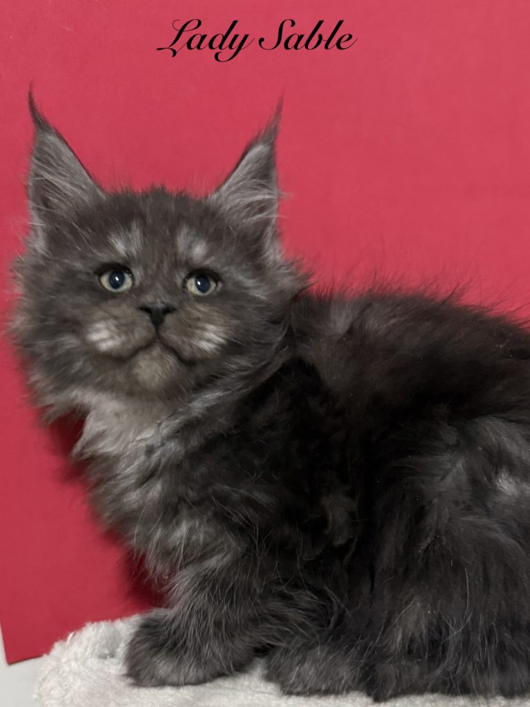 Lady Sable a black smoke female Maine Coon with showing her beautiful face