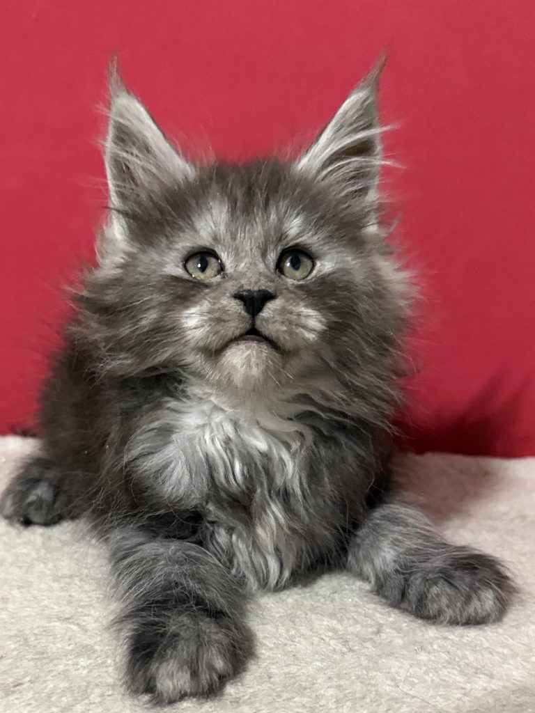 Lady Ravenna a female Maine Coon kitten with lots of smoke