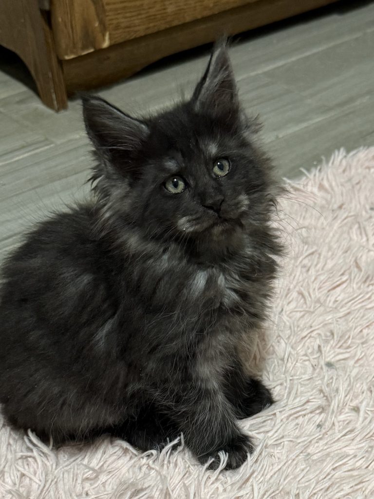 Sir Kyan a beautiful Mane Coon male kitten setting on the floor