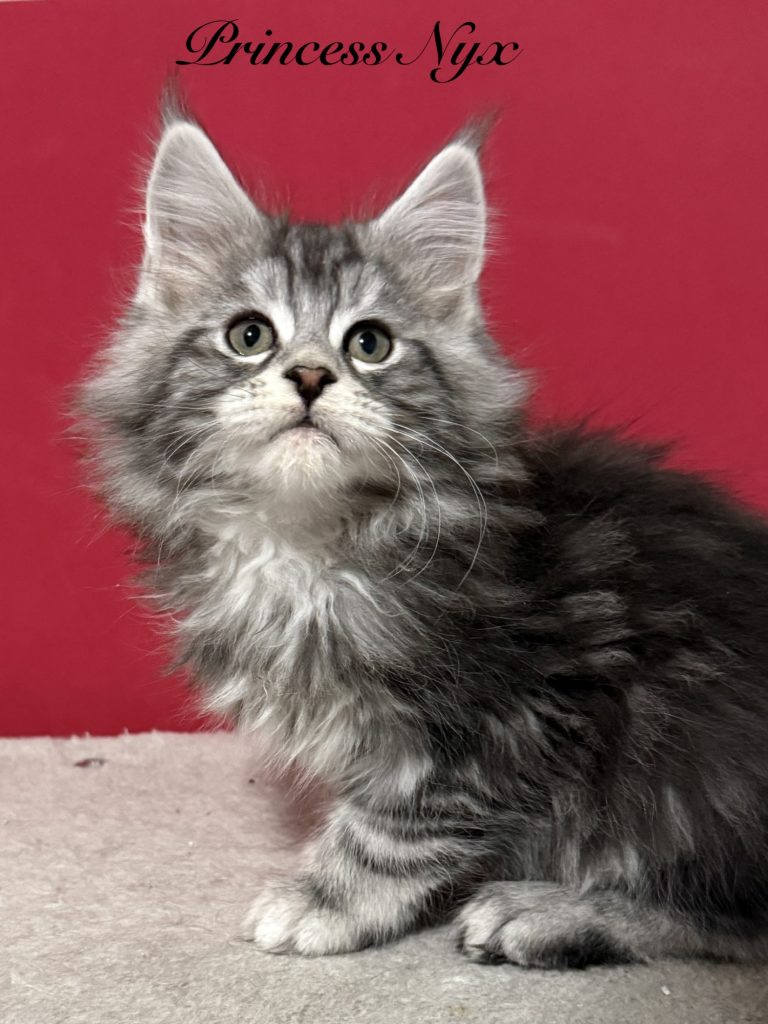 Princess Nyx a female Maine Coon kitten with very strong muzzle