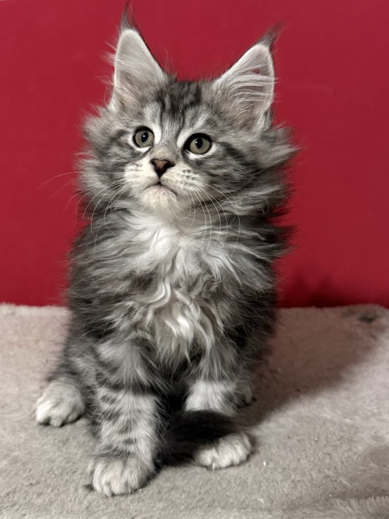 Prince Sterling a Maine Coon male kitten