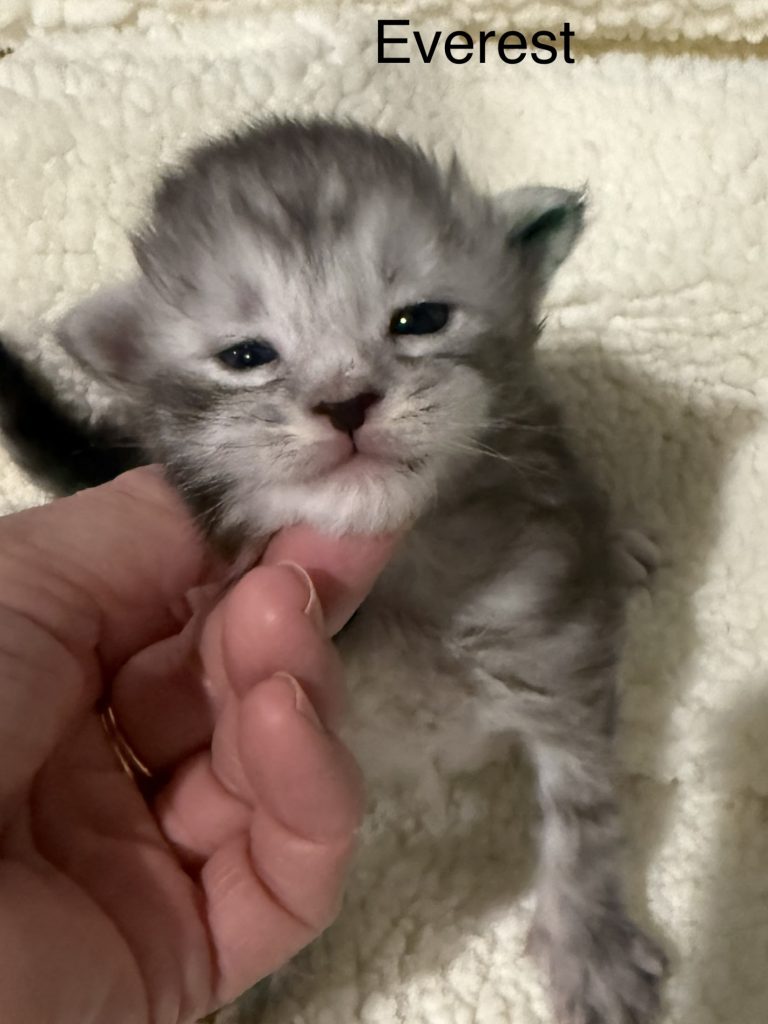 Everest a black silver male kitten Maine Coon laying on a white rug
