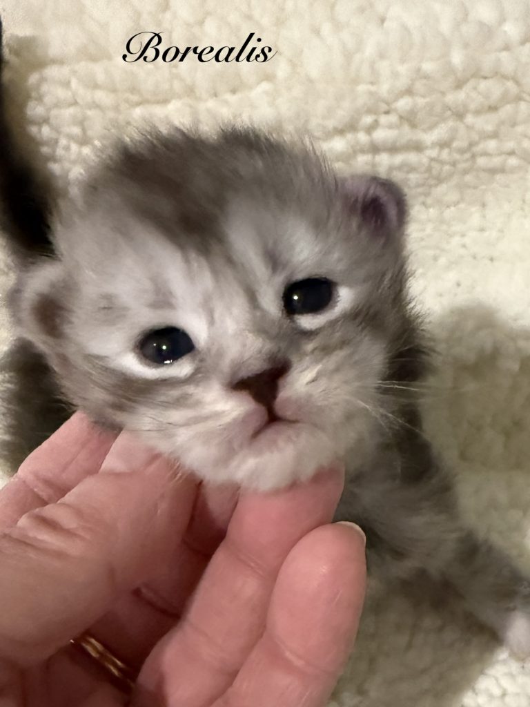 Borealis a black silver tabby Maine Coon kitten showing a close up of his face