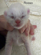 Rosso a shade Red male Maine Coon setting a n a white carpet