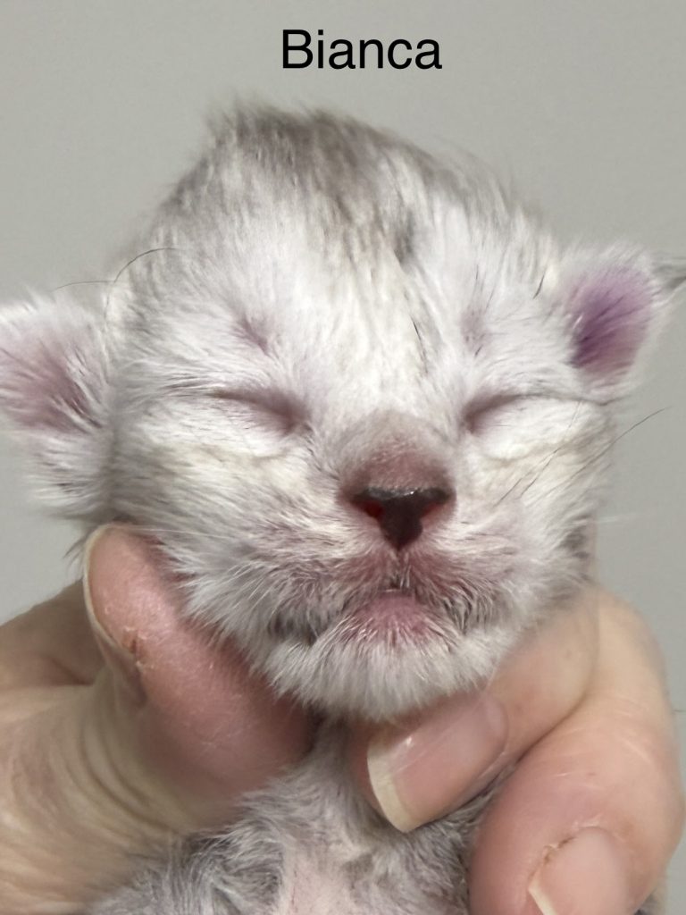 Bianca a pale black silver Maine Coon female with her eyes still closed