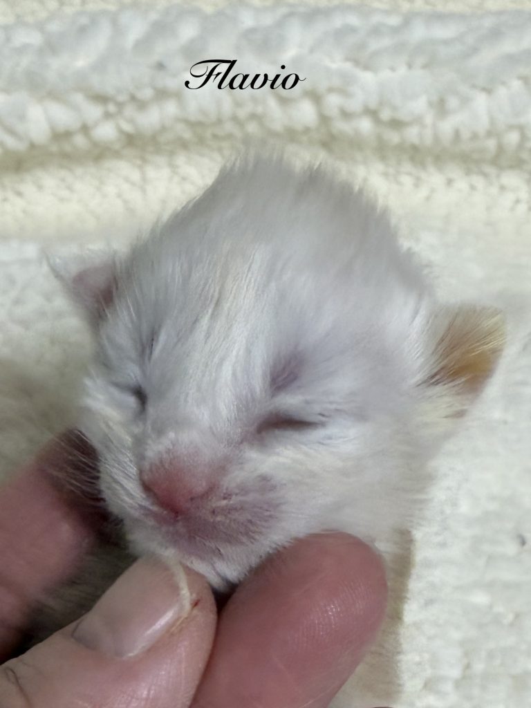 Flavio a shaded red silver male Maine Coon