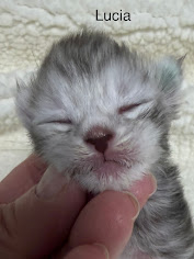 Lucia a black silver tabby female Maine Coon