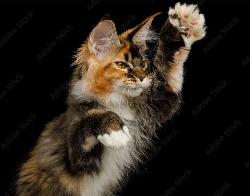 Polydactyl Maine Coon Cat showing his paws