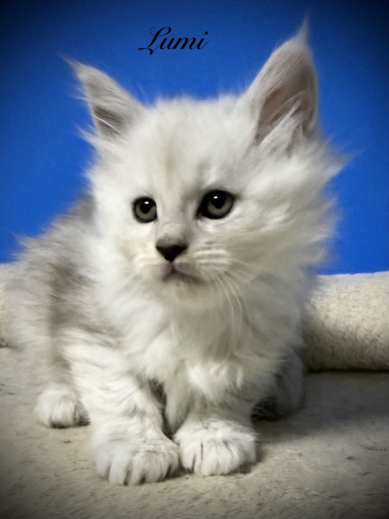 Shaded black silver Maine Coon kitten laying on a beige carpet