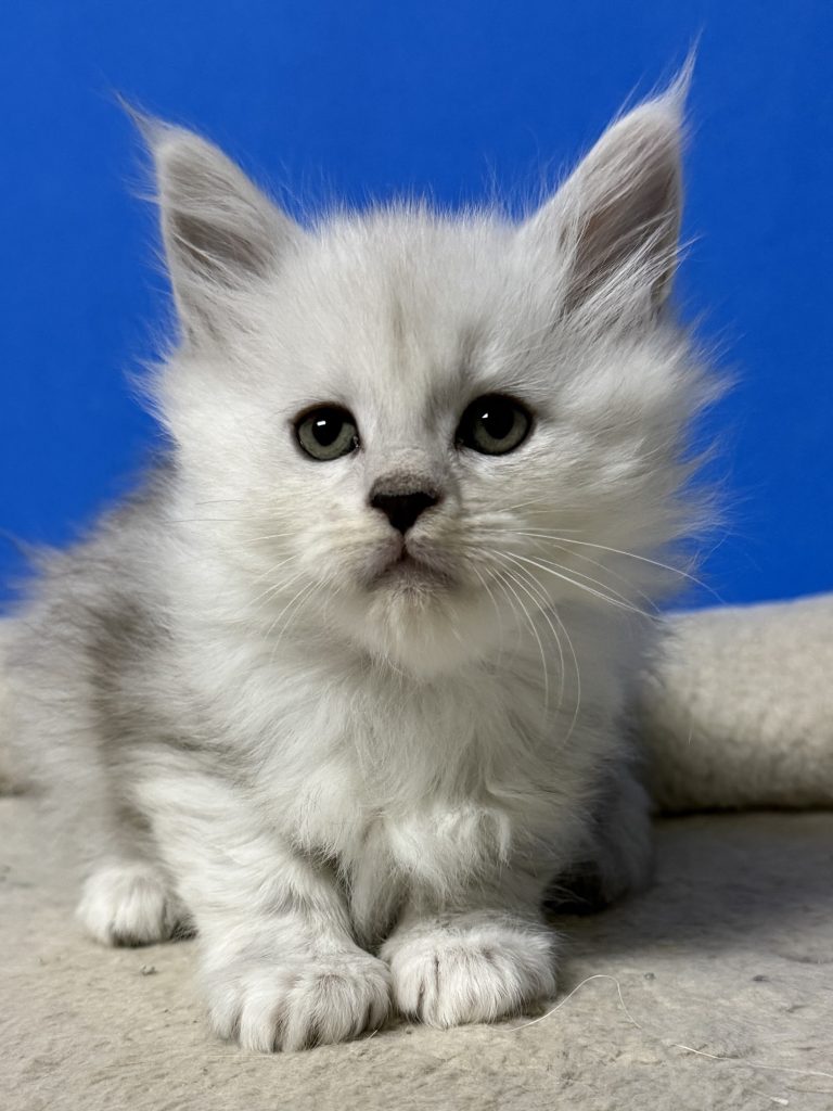 Shaded black silver Maine Coon kitten with a beautiful face