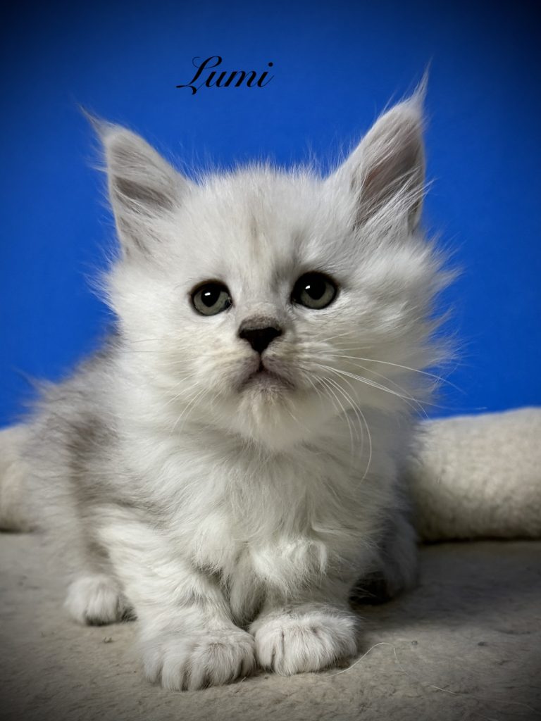 Shaded black silver Maine Coon kitten posing for the camera
