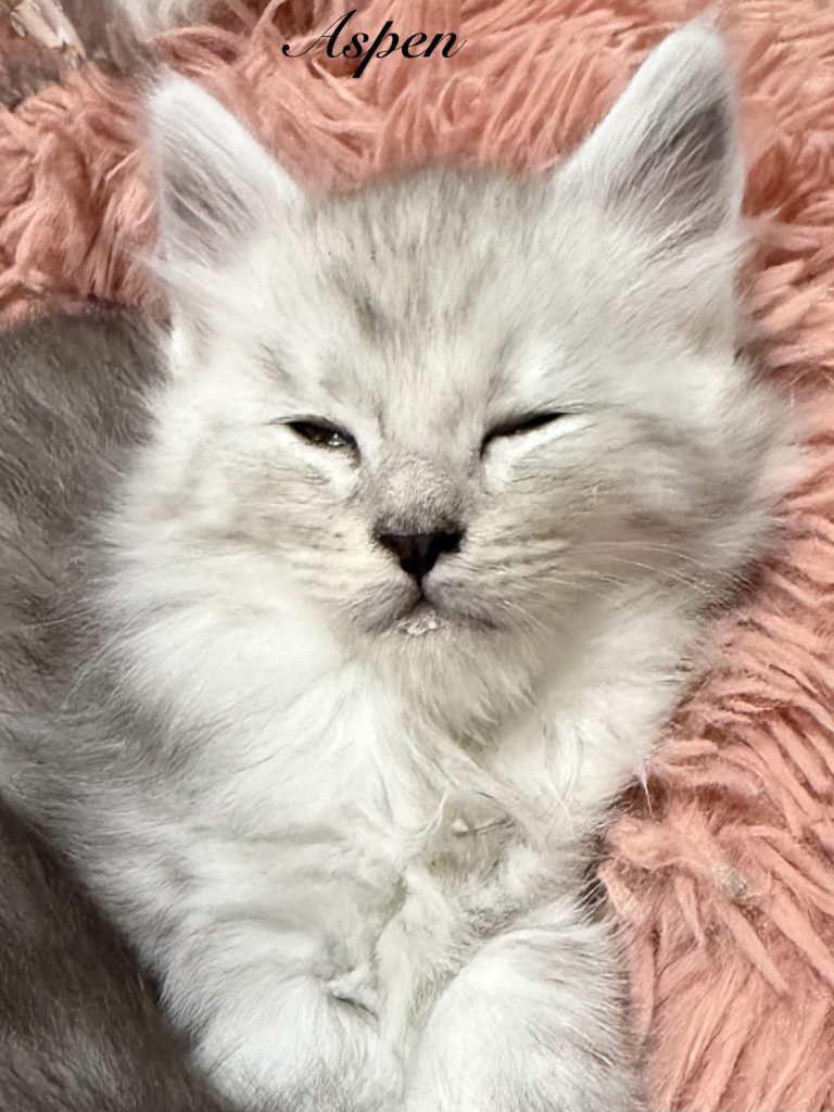 Pale black silver Maine Coon kitten sleeping an a pink bed