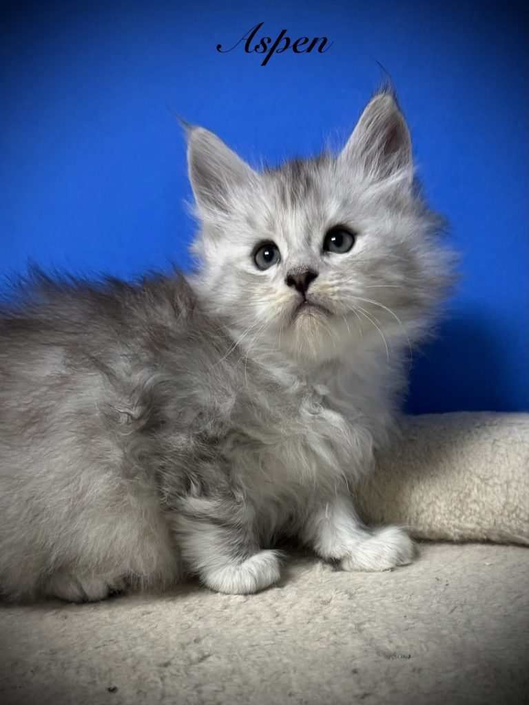 Pale black silver Maine Coon kitten with beautiful expression